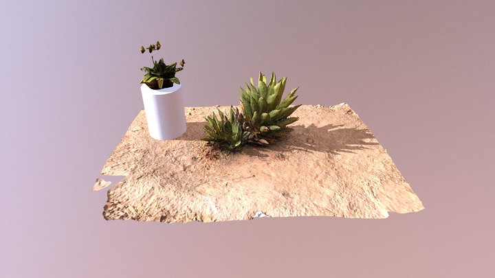 Virtual Garden: Orchid & Agave 3D Model