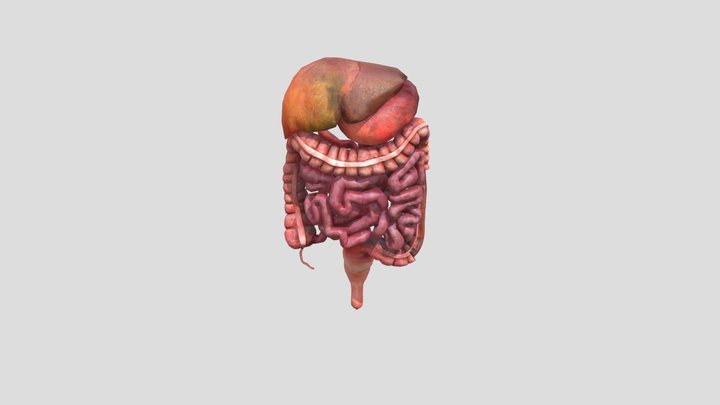 Dysentery 3D Model