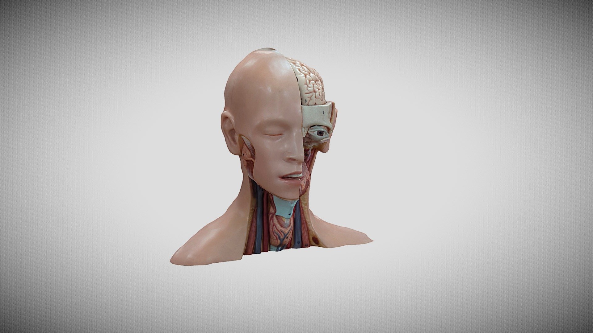 Manaquin Head - 3D model by UHL Clinical Education [fdb9382] - Sketchfab