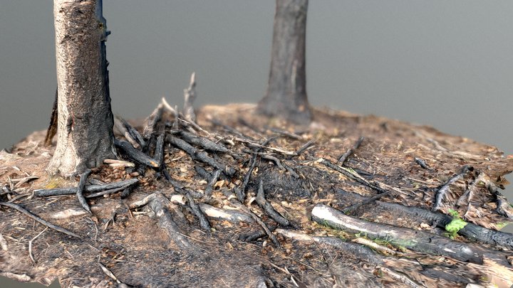 Burnt Wood 3D Model
