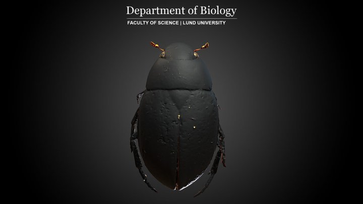 Beetle (Hydrophilus aterrimus) 3D Model