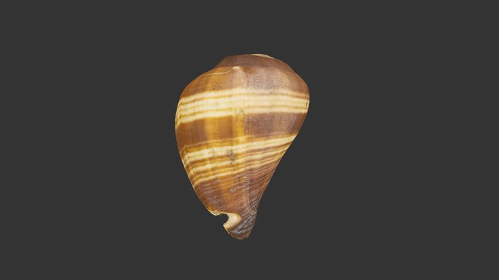 UIR Small Conch Shell 3D Model
