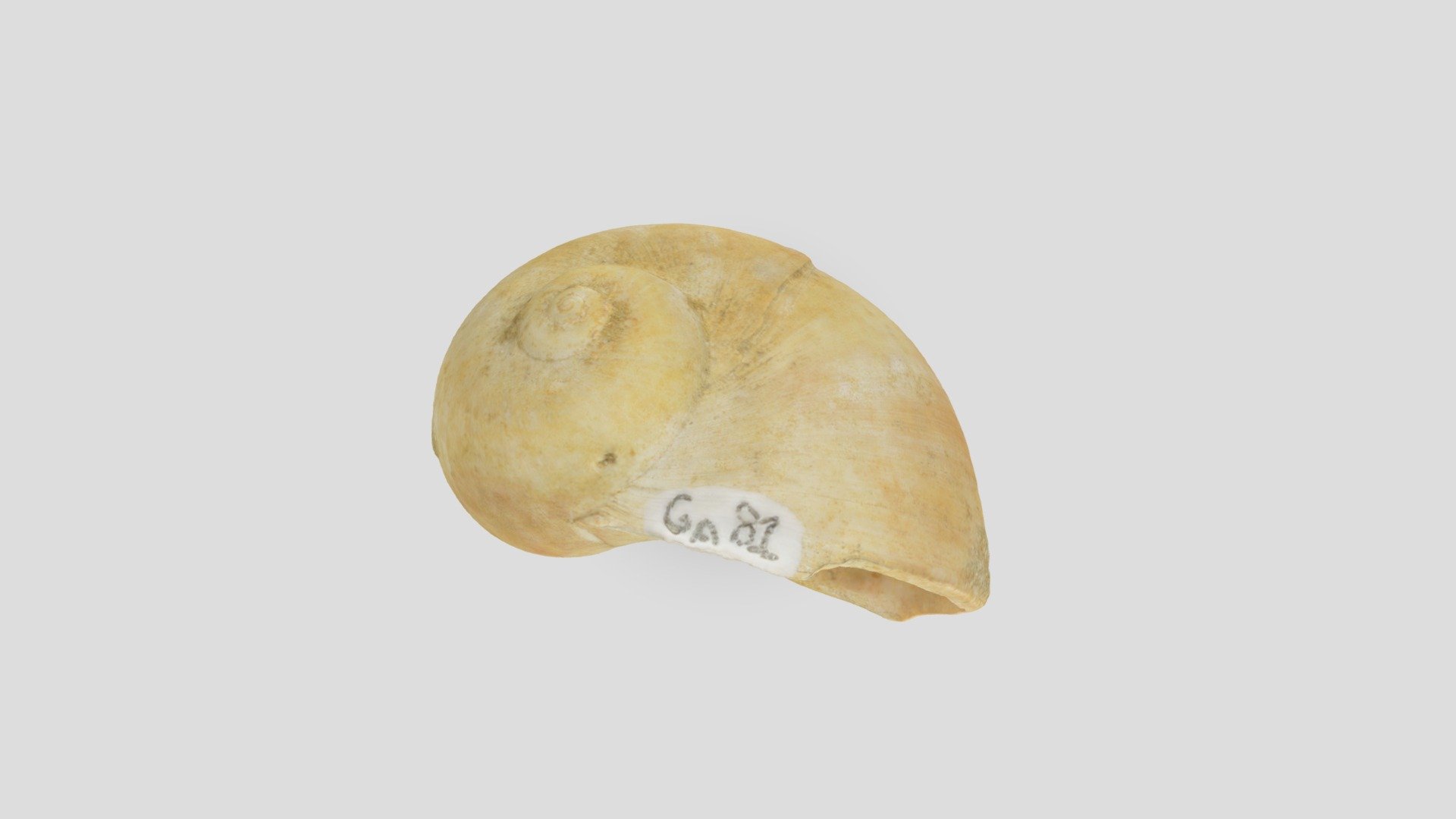 Naticidae