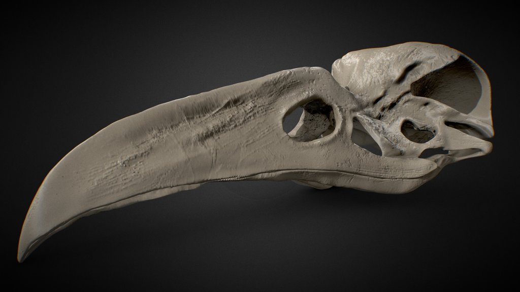 Khonsu Skull |  Moon Knight