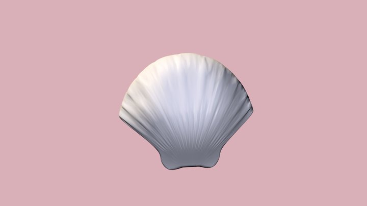 Seashell Clam 3D Model