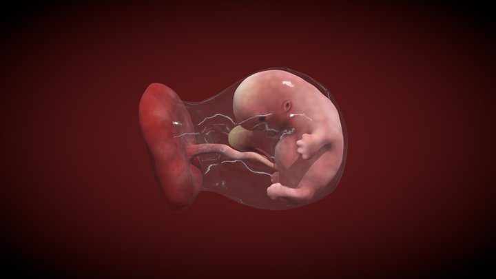 8 week foetus in amniotic sac 3D Model