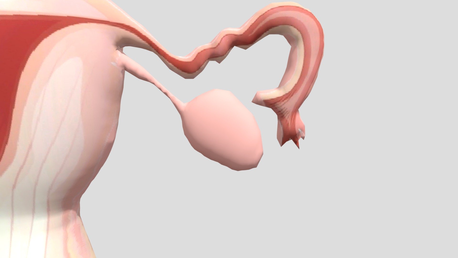 Uterus Anatomy