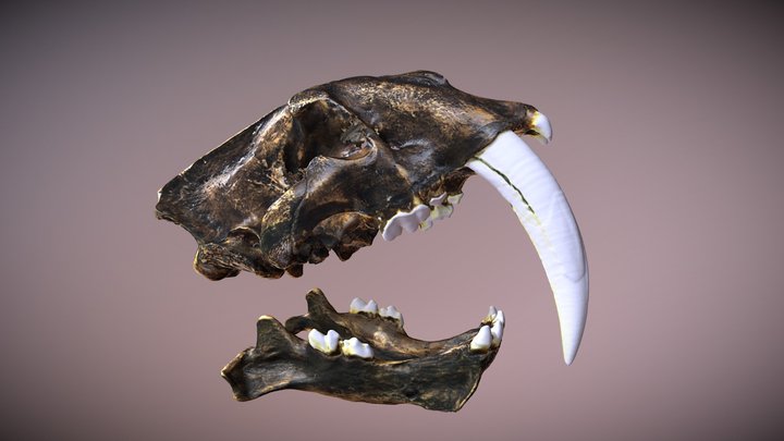 Saber-toothed cat skull, by Kierra Lentsch 3D Model