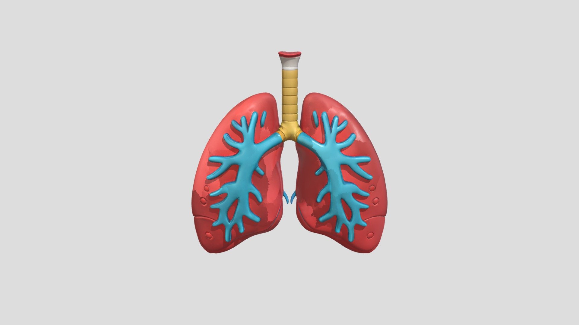 Create a full 3D model of human lungs in a styl - 3D model by Felipem ...