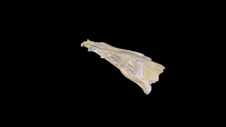 3D Scan of Snook Neurocranium 3D Model