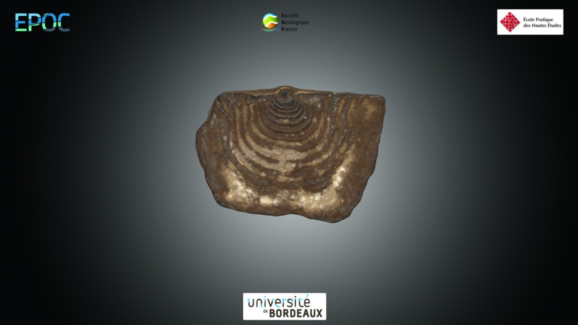 Brachiopode - Lepteana sp.