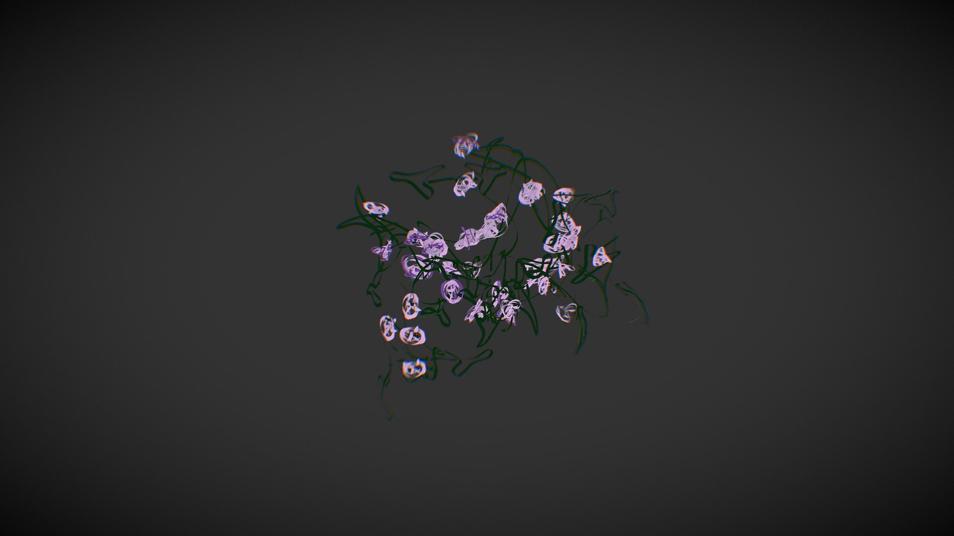 Bindweed, Convolvulus