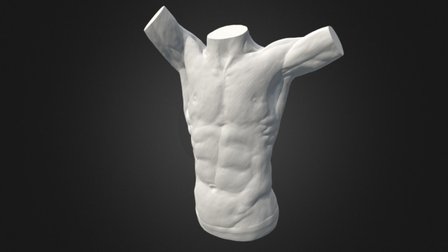 Torso 3D Model