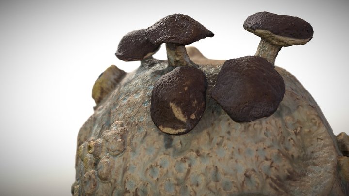 Little Planet Mashrooma 3D Model