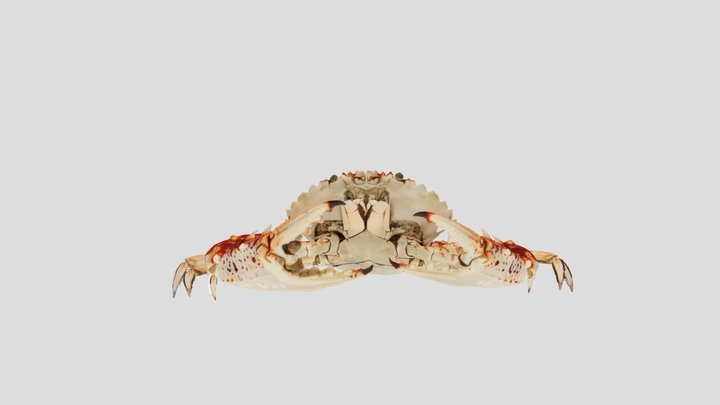 Charybdis (Charybdis) feriata (Linnaeus, 1758) 3D Model
