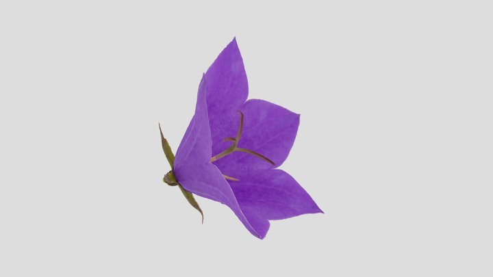 Campanula sp. (Campanulaceae) 3D Model