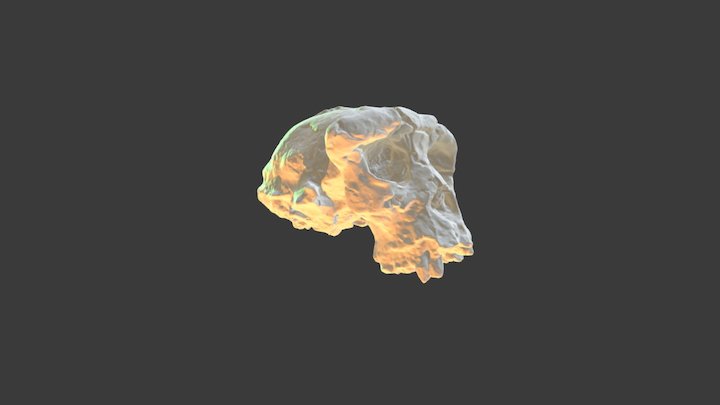 Sahelanthropus Tchadensis 3D Model