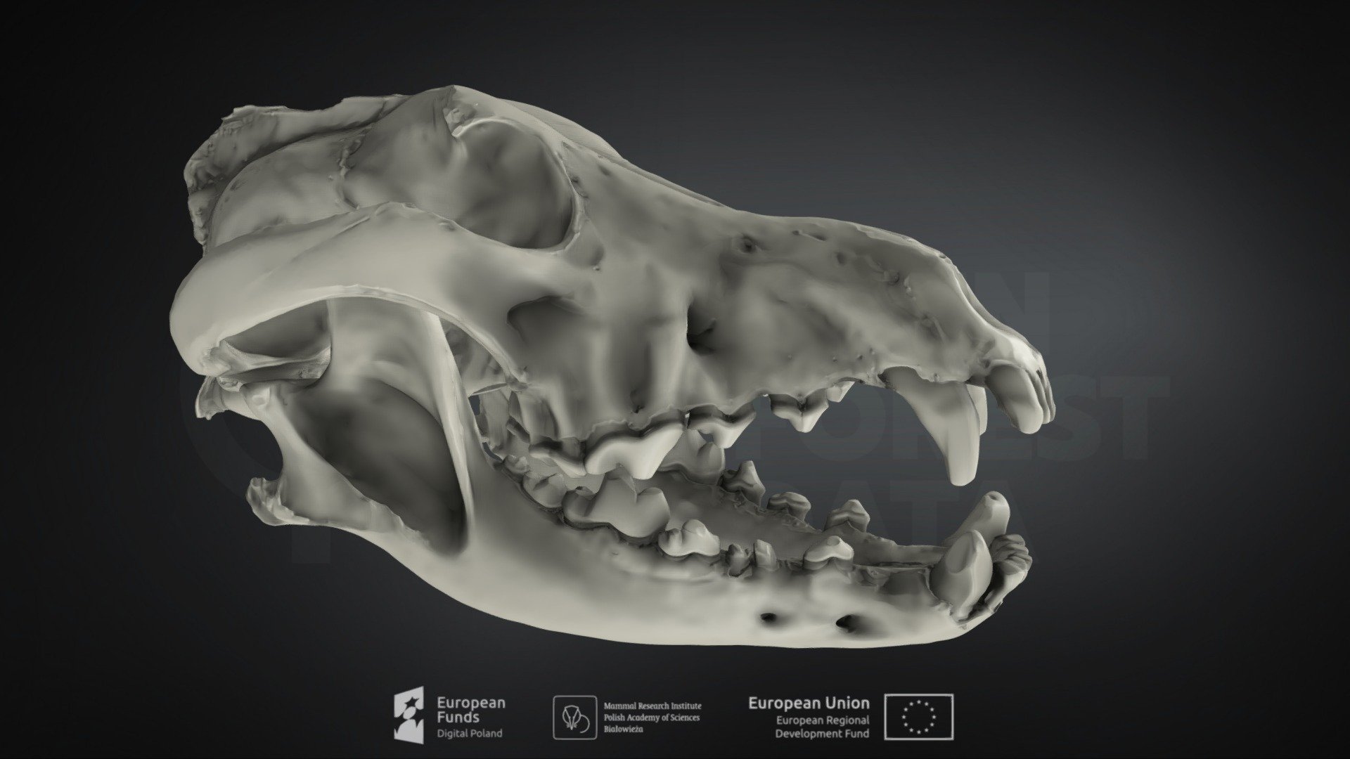 Canis lupus (Gray wolf) (Wilk szary) — Sketchfab embed 3D viewer