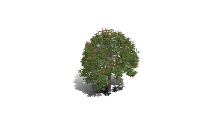 Realistic HD Red horse chestnut (12/30) 3D Model