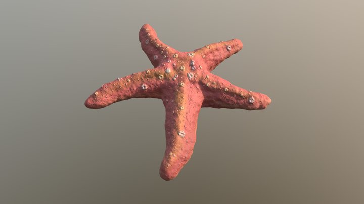 Starfish (Pink) 3D Model
