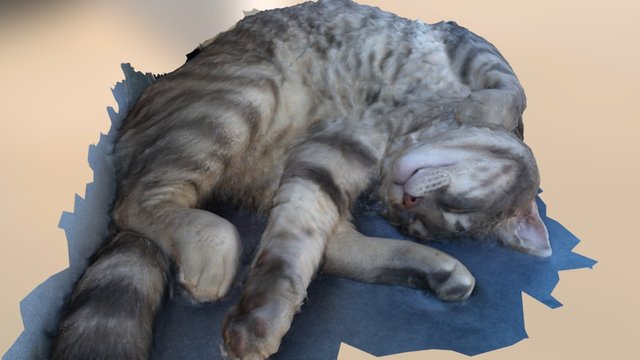 Sleeping Cat Scan 3d 3D Model