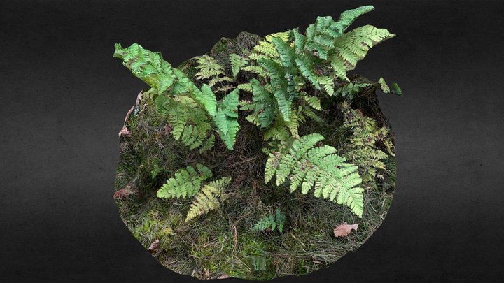 Fern bracken 3D Model