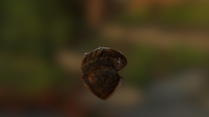 Buho 3D Model