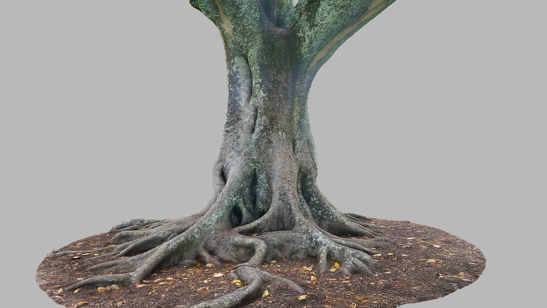 Moreton Bay Fig Tree 6 — Sketchfab embed 3D viewer