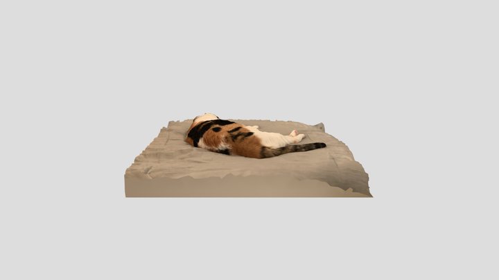 Cheesecake the cat 3D Model