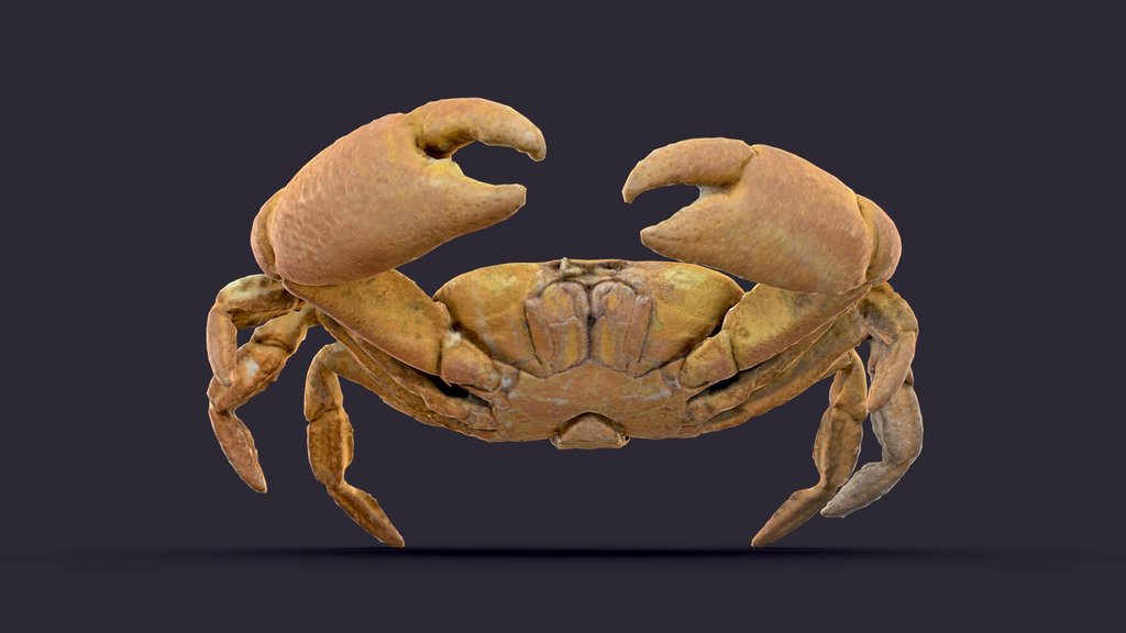 Segozancia Sp Male Crab - RapidCompact