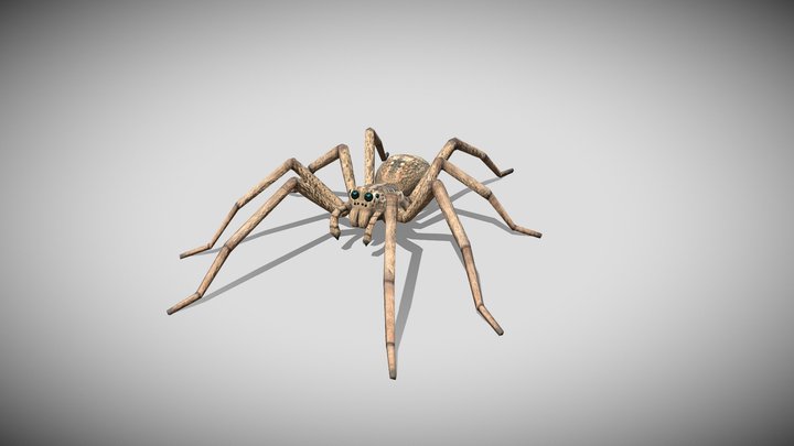 Medhue Wolf Spider 3D Model