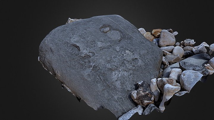 Lyme Regis Ammonite 3D Model