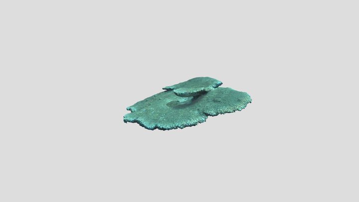 Corals 14-15 3D Model