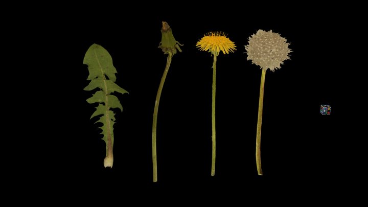 CC0 セイヨウタンポポ Dandelion, Taraxacum officinale – Modello 3D gratuito STL