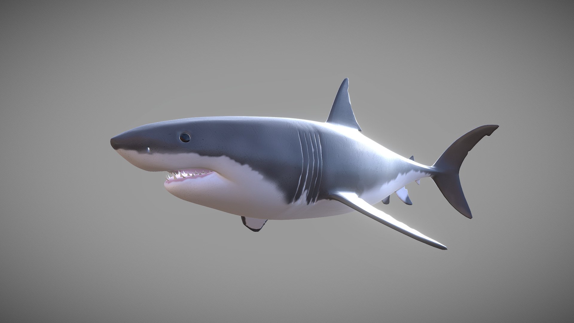 Great White swimming - 3D model by Lionel van der Kolk (@Lvdkolk ...