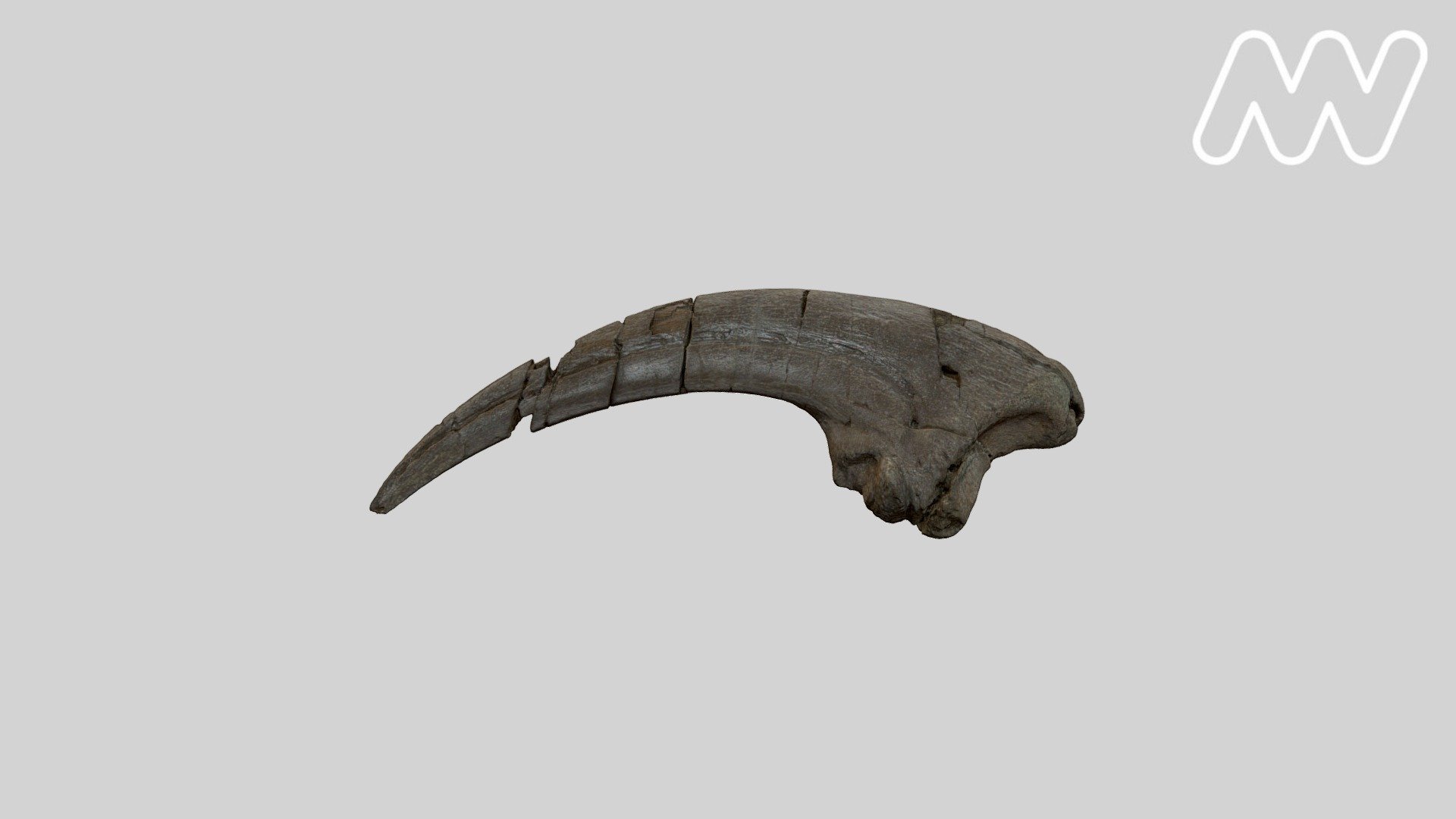 P239464 The Otway Claw - 3D model by Museums Victoria (@museumsvictoria ...