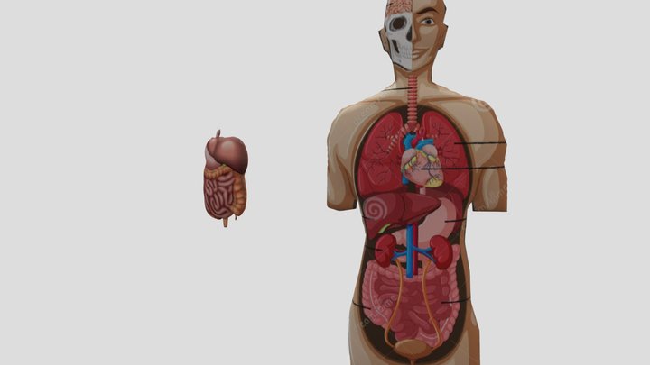 Organ Tubuh 3D Model