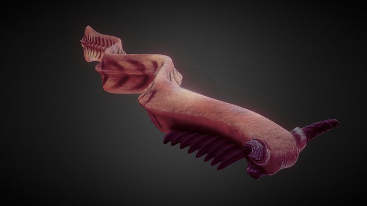 Пикая | Pikaia 3D Model
