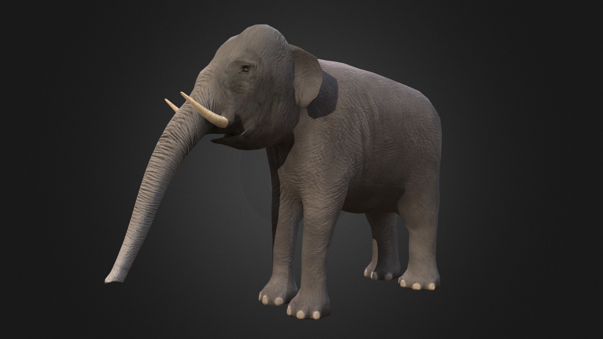 3D model Indian elephant - This is a 3D model of the Indian elephant. The 3D model is about a grey elephant with tusks.