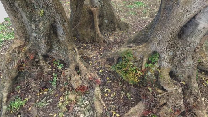 Tree roots 3D Model