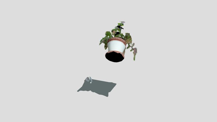 maidenhair fern 3D Model