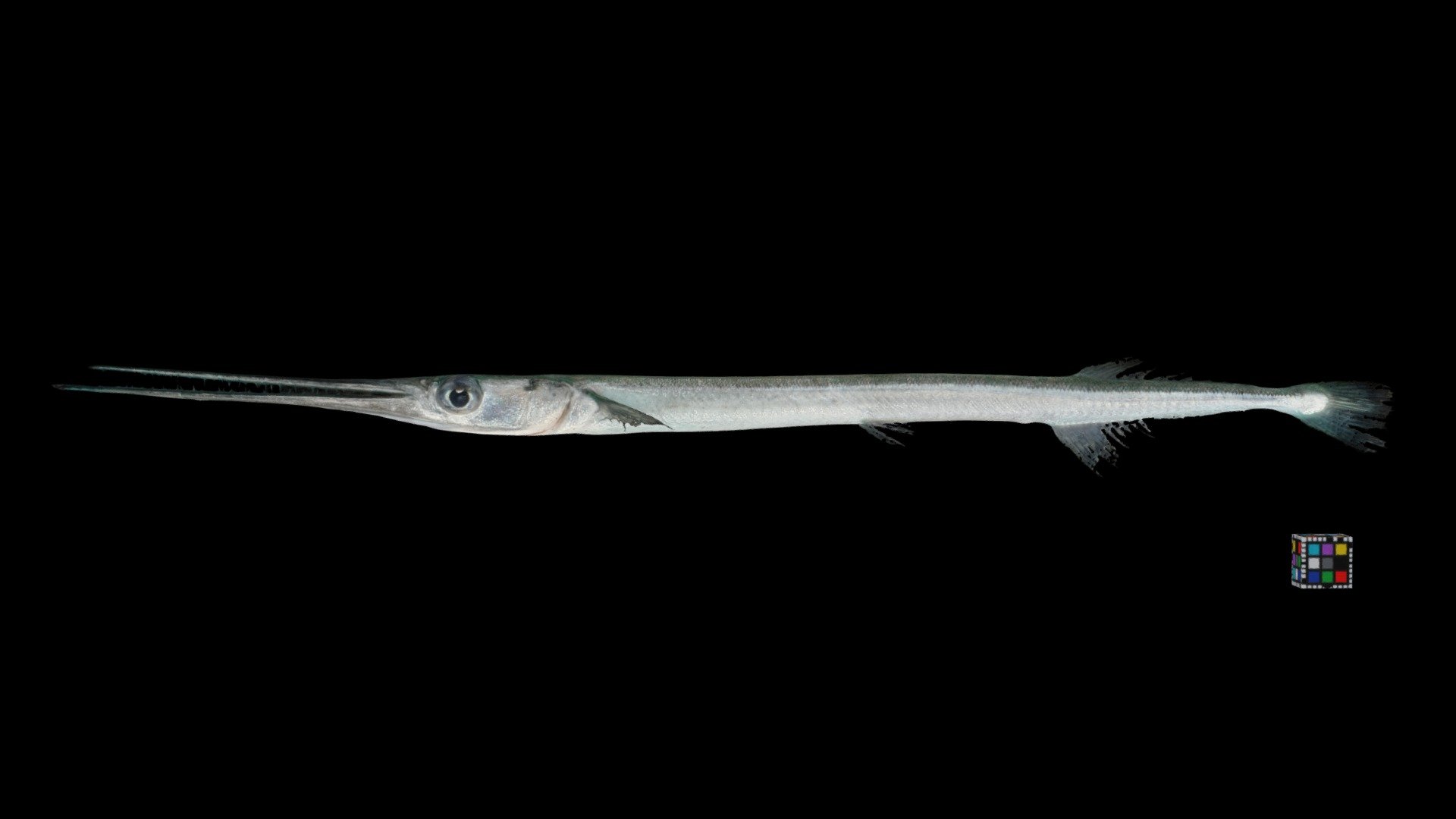 リュウキュウダツ Reef Needlefish, Strongylura Incisa - Download Free 3D Model ...