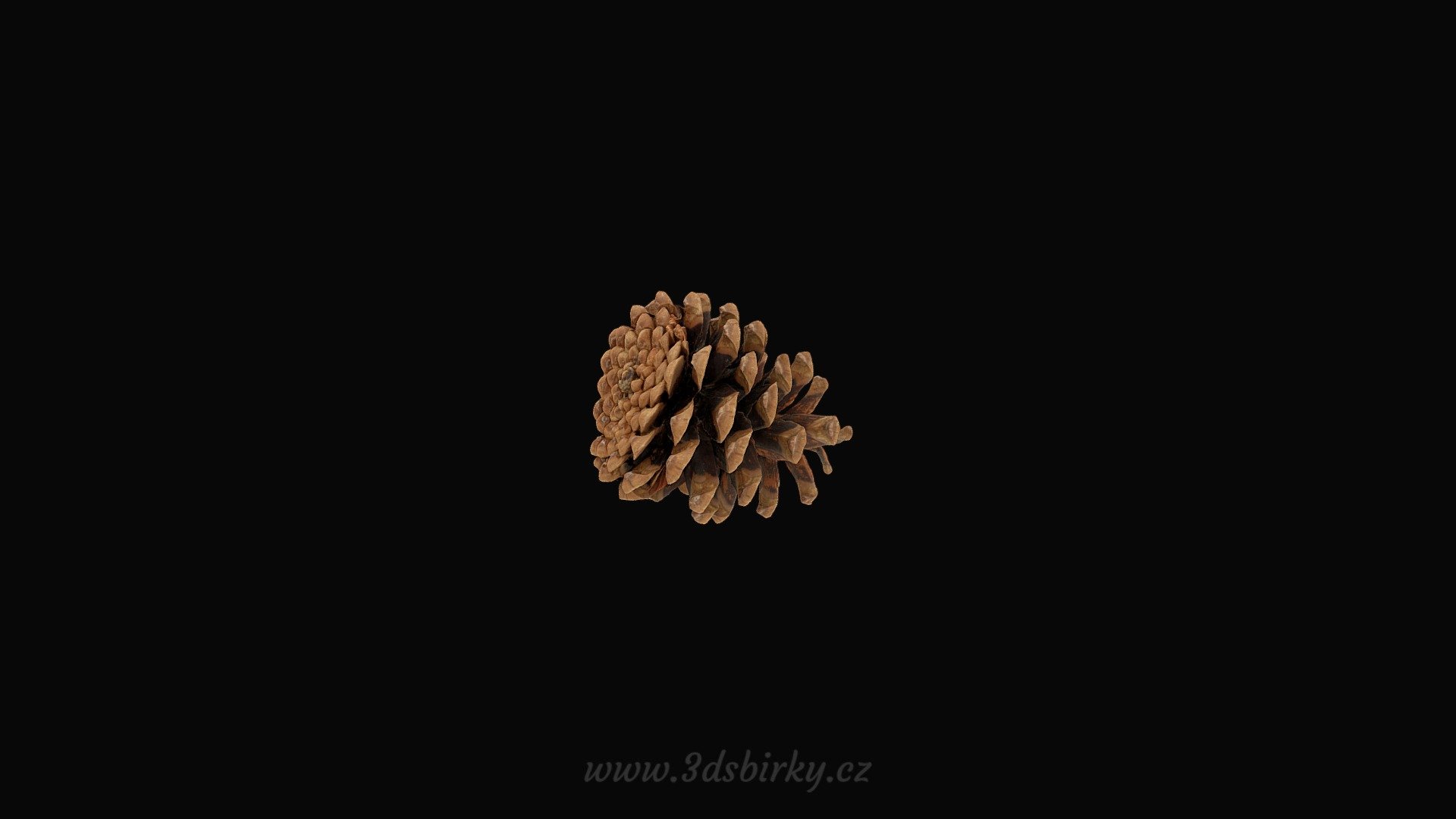 Pinus Nigra - Borovice černá — Sketchfab embed 3D viewer