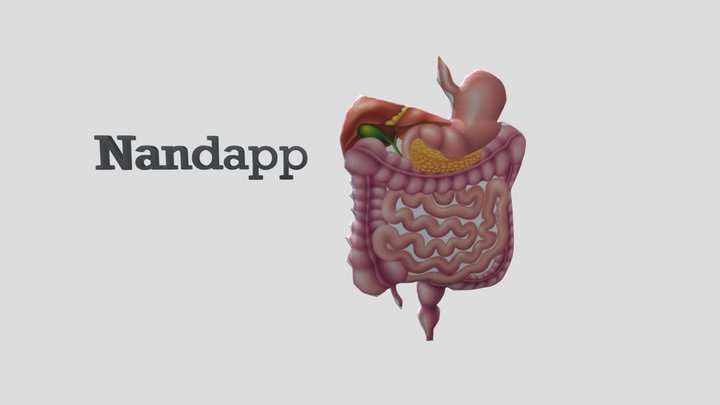 Organ (NP) 3D Model