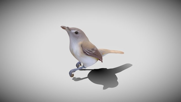 Vireo Bellii – Modello 3D gratuito STL