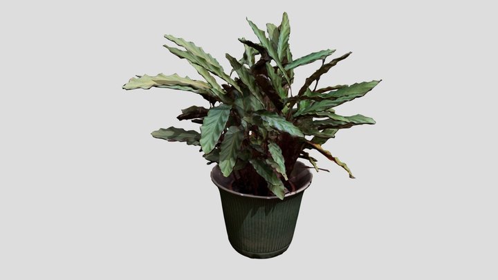 Calathea Rufibarba - Houseplant 3D Model
