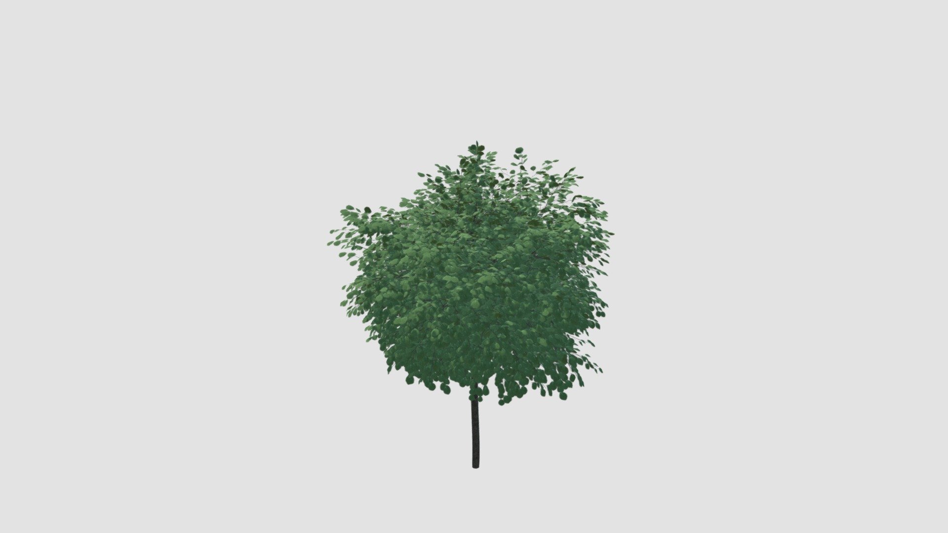 Robinia pseudoacacia v - Buy Royalty Free 3D model by Evermotion ...