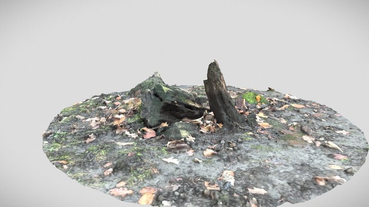 Stump scan 1 – Modello 3D gratuito STL