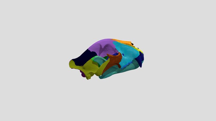 Crâne de Lion (Panthera leo) 3D Model