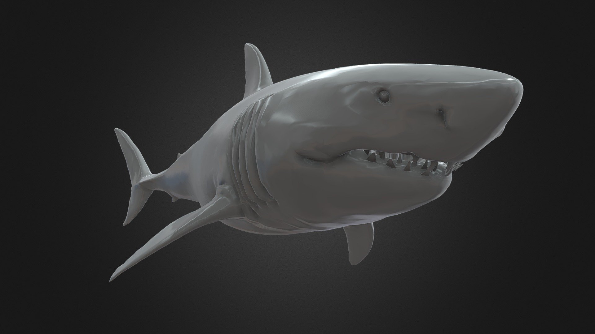 Great White Shark NO Rigged in Blender | 3D model